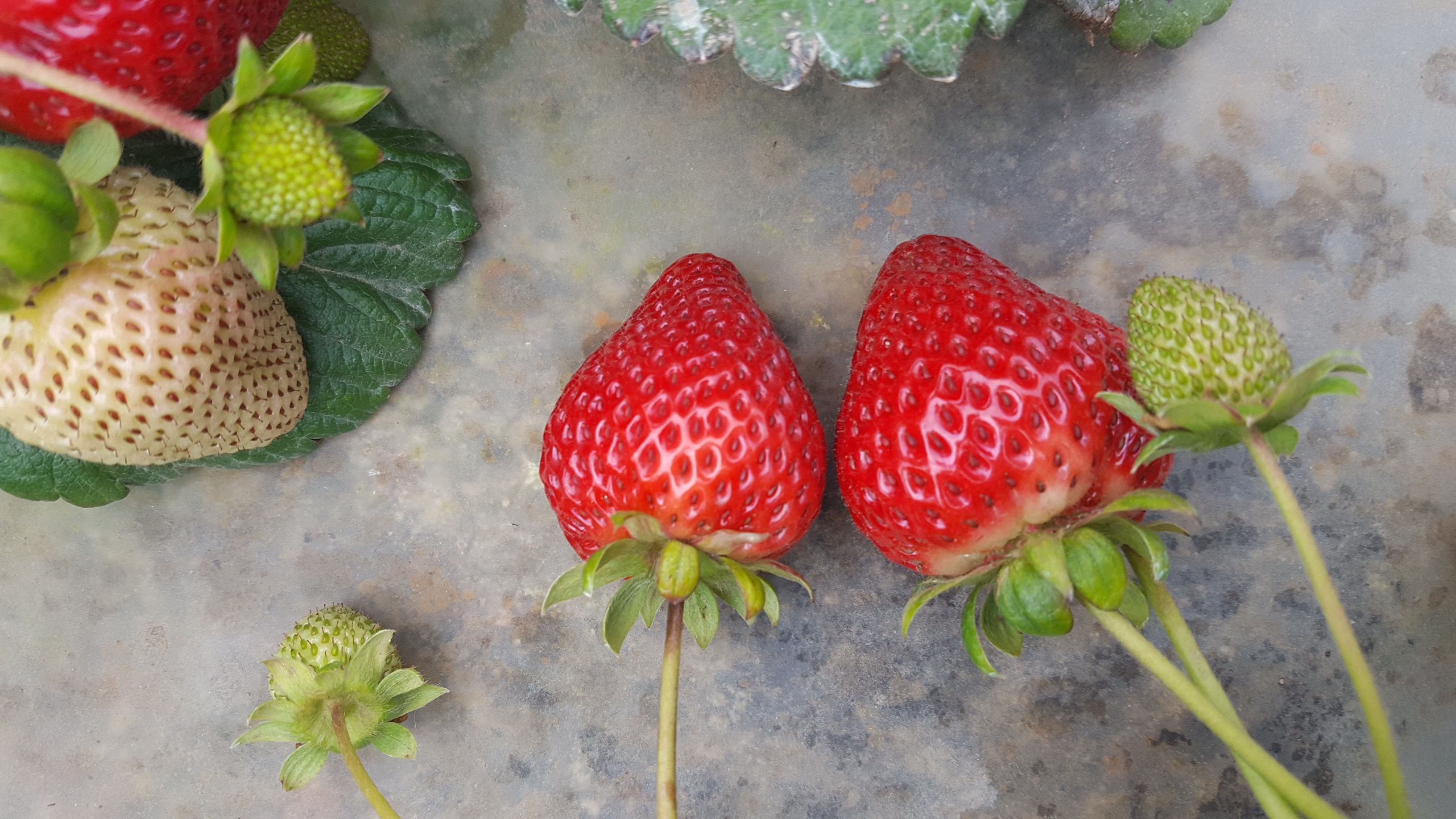 Albion strawberry
