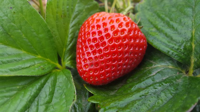 Grenada strawberry