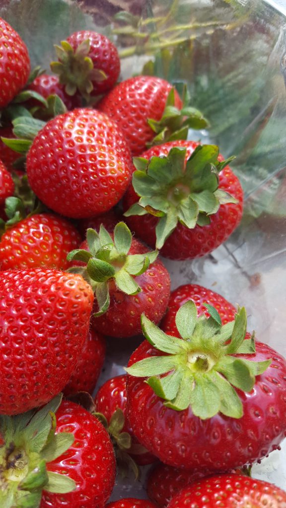 Petaluma strawberry