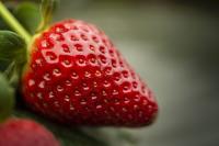 valiant strawberry
